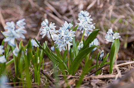 Puschkinia scilloides libanotica blue flowers with a green tinge bloomed in early spring, close upの写真素材