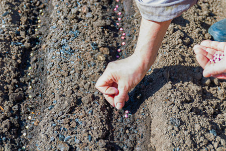 Farmers manually plant green pea seeds in the soil. It was shown in the spring.の写真素材