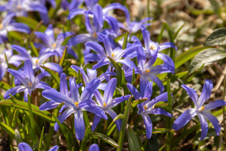 primroses hionodoksa. General view of a flowering plant. close-upの写真素材