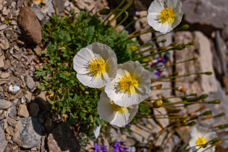 Alpine poppy flowers in bloom, vibrant colors, surrounded by stones and greenery,の写真素材