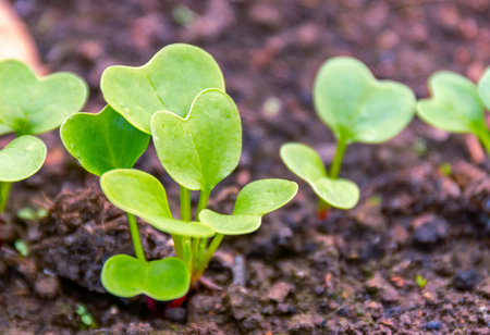 Radish sprouts growing in dark soil, fresh green leaves, organic gardeningの写真素材