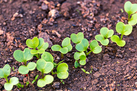 Early shoots of radishes in the garden in early spring on the garden plot, close upの写真素材