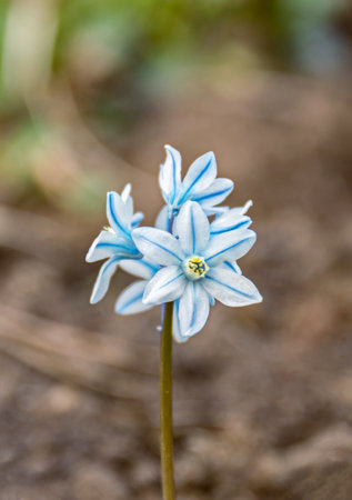 Puschkinia scilloides libanotica blue flowers with a green tinge bloomed in early spring, close upの写真素材