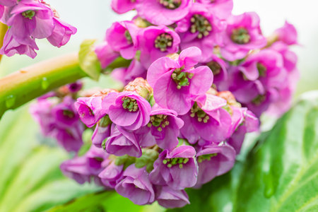 blooming Bergenia cordifolia with pink flowers and green leaves