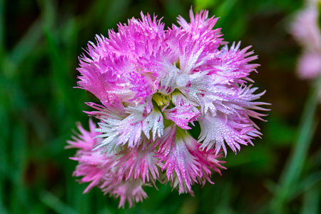 White carnation flower with double petals on a gray-green background, close upの写真素材