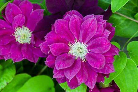 Beautiful purple clematis flower with leaves, close upの写真素材