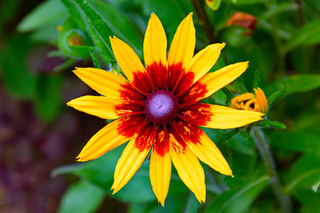 large yellow-red Bud of rudbeckia on a green background .close upの写真素材