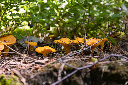 Cantharellus cibarius var.pallidus or Chanterelle in natural habitat, among green moss and grass, next to blueberry twig with red, autumn leaves, close upの写真素材