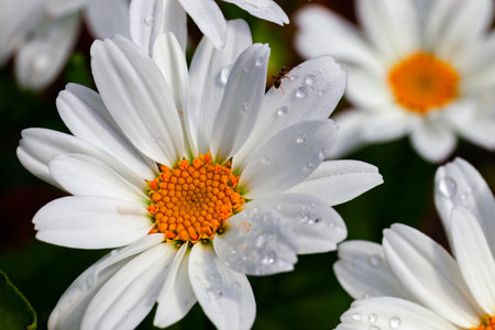 Chamomile flowers daisies, wildflowers chamomile flowersの写真素材