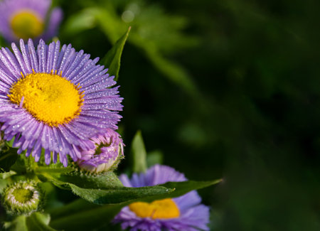purple Daisy flower-Erigeron in dewdrops. Garden flowers are a natural summer background.