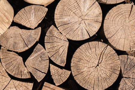 Cross-section of tree trunks, with annual rings and cracks. wood texture.