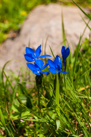 Blue Alpine flower from Switzerland Gentiana bavaria.の写真素材