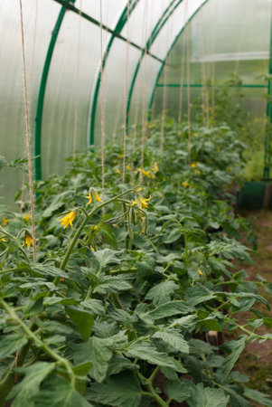 seedlings of tomatoes in the greenhouse from polycarbonate in a private garden.の写真素材