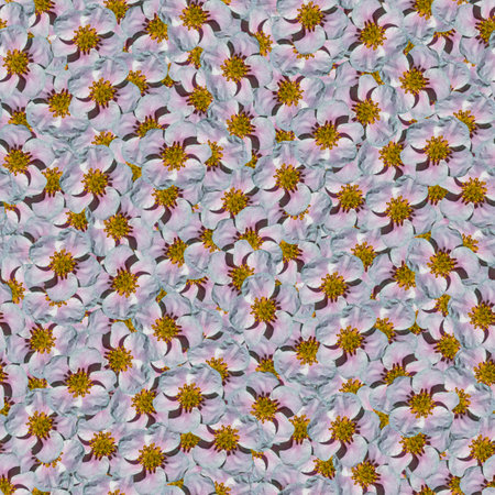 seamless floral pattern textures. delicate flowers of bindweed.
