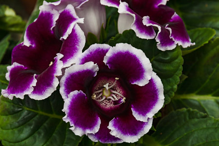 flowers of domestic blue gloxinia. Bright rich color. The unusual shape of the flowers. Terry flowers, a beautiful plant.の写真素材