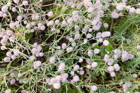 Hare's foot clover blossoms in field, nature's delicate beauty...