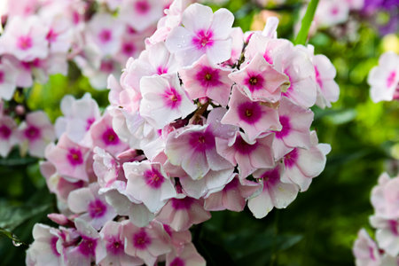 Summer garden blooms of Phlox paniculata, vibrant floral beauty...の写真素材