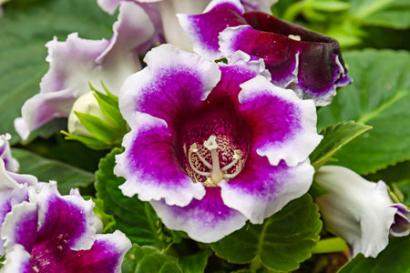 flowers of domestic blue gloxinia. Bright rich color. The unusual shape of the flowers. Terry flowers, a beautiful plant.の写真素材