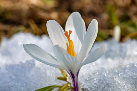 Beautiful blooming white Crocus flower in spring. Spring flowers