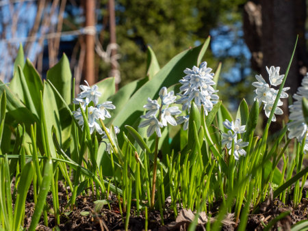 Hyacinths blooming with white flowers surrounded by green leaves in a sunny garden