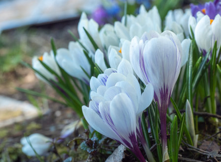 snowdrops first white crocus wild flowers spring snow.の写真素材