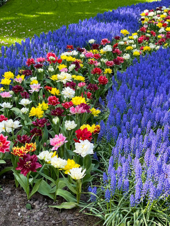 Colorful tulips and grape hyacinths blooming in a sunny garden settingの写真素材