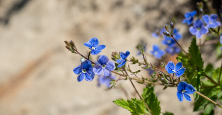 Delicate Veronica chamaedrys flowers in soft blue hues against a natural stone backgroundの写真素材