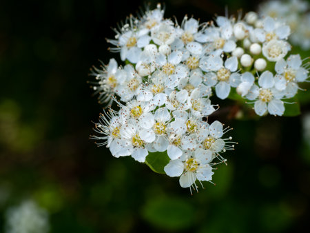 Spiraea flowers in full bloom, exuding elegance and brightness on a blurred natural backgroundの写真素材