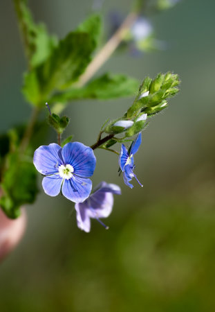 Summer flowers blooming with charm and vibrant colors against a soft green backdropの写真素材