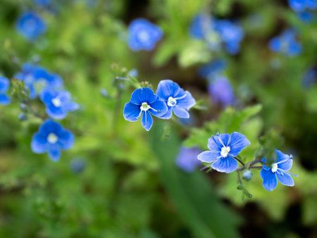 Veronica chamaedrys flowers in full bloom, showcasing vibrant blue hues against a soft green backdropの写真素材