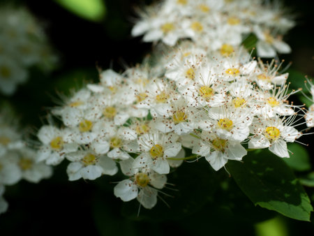 Spiraea flowers in full bloom, exuding elegance and brightness on a blurred natural background