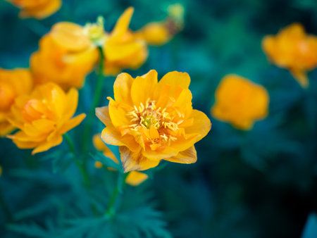 Globeflower in vibrant bloom, bright yellow and cheerful, standing tall in a lush green garden with copy space.の写真素材