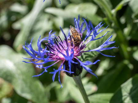 Bee pollinating a cornflower, vibrant blue and purple, busy in a sunny garden setting with copy...