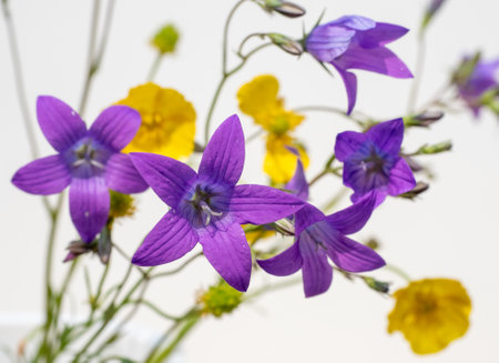 Purple and yellow flowers against white background.の写真素材