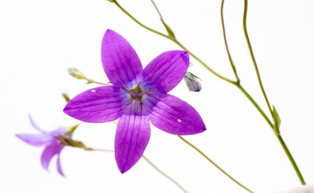 Purple flower on white background.