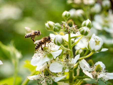 Honeybees Pollinating White Flowers in Garden.の写真素材