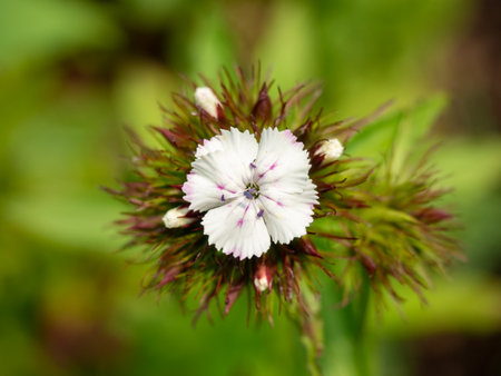 Single white flower with green blurred background.の写真素材