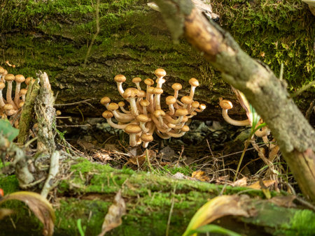 Cluster of wild mushrooms in forest with mossy natural backgroundの写真素材
