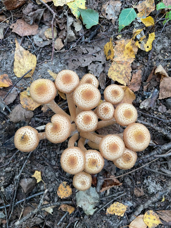 Autumn mushroom, edible, clustered from above, forest floor with leaves, copy space
