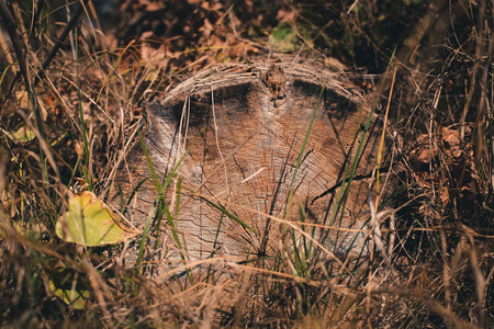 Close view of a warm orange tree stump with rings and textureの写真素材