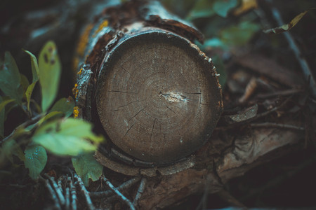beautiful old stump wooden backgroundの写真素材