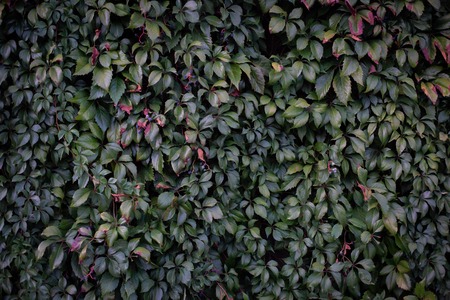 wild grapes backgroundの写真素材