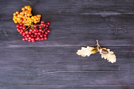 Rowan on wooden background