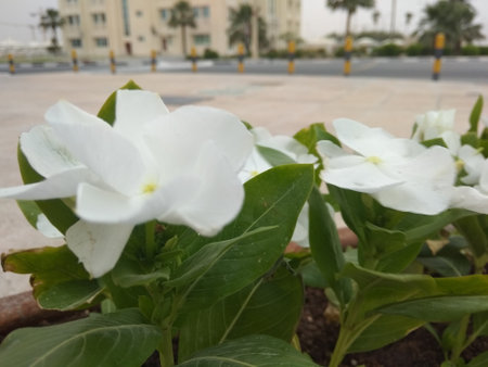 White flowers in the garden.の写真素材