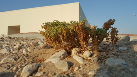 Fire Tree in Doha