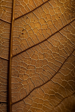Macro detail of brown leaf texture. Abstract background for design.の素材