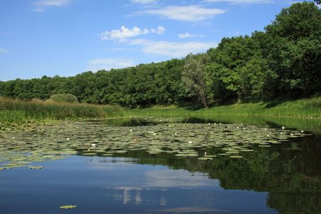 Quiet lake in wood in a summer sunny dayの写真素材