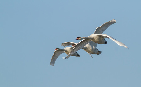 Flying in the morning sunの写真素材