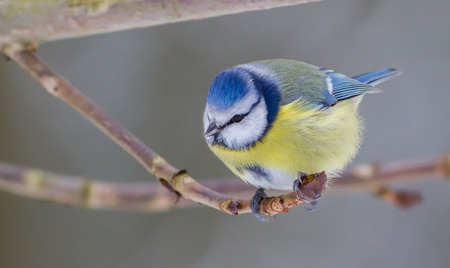 Blue Titmouseの写真素材