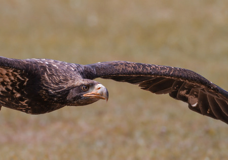 Eagleの写真素材